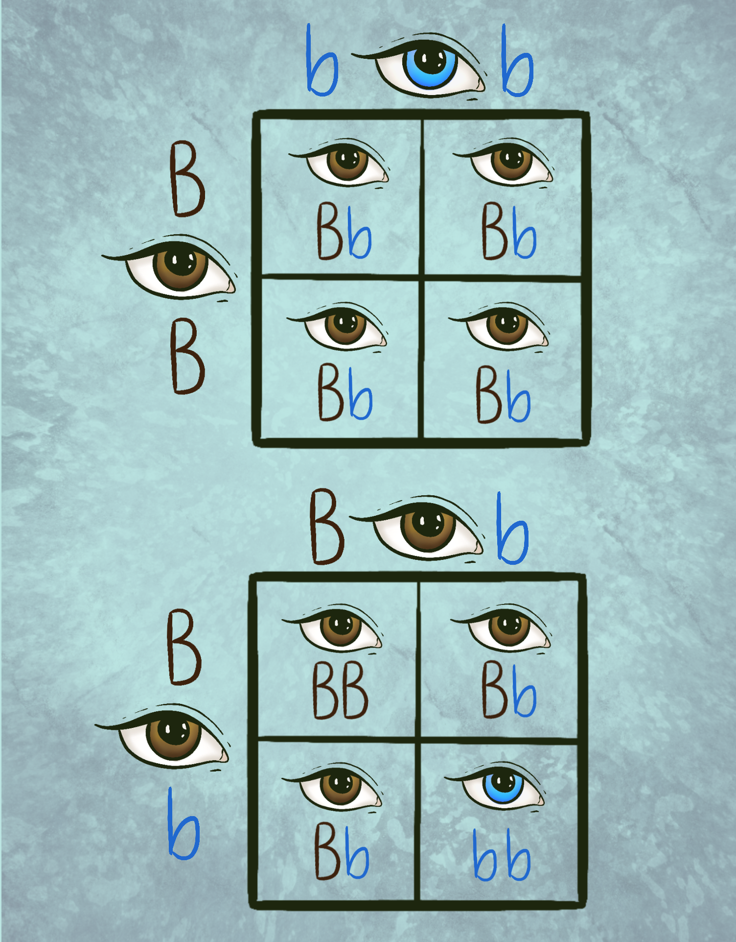 PunnettSquares