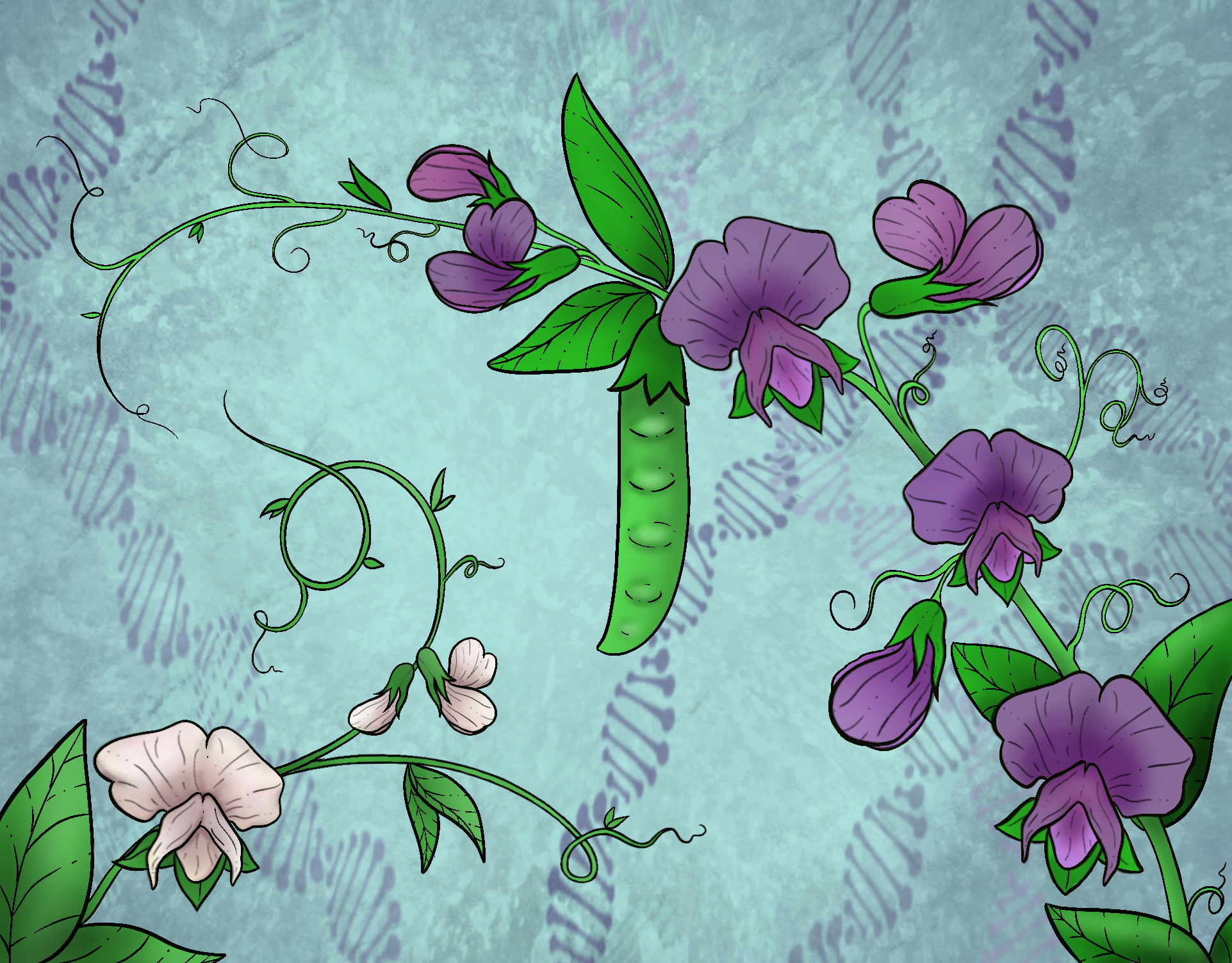 Image description: Picture depicts 2 pea plants, one with white flowers and one with purple flowers, over a mint colored background with DNA helix motifs